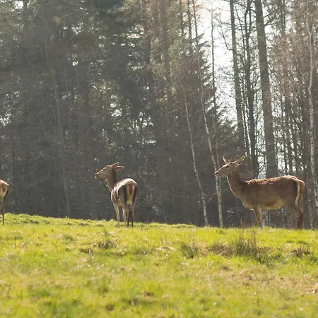 Klimatyczna U Podnoza Gory Lodge *