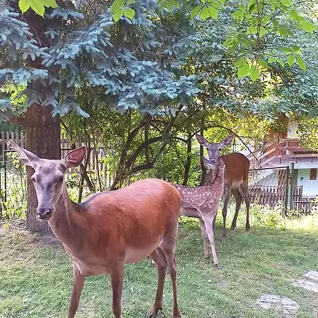 Lodge Klimatyczna U Podnóża Góry