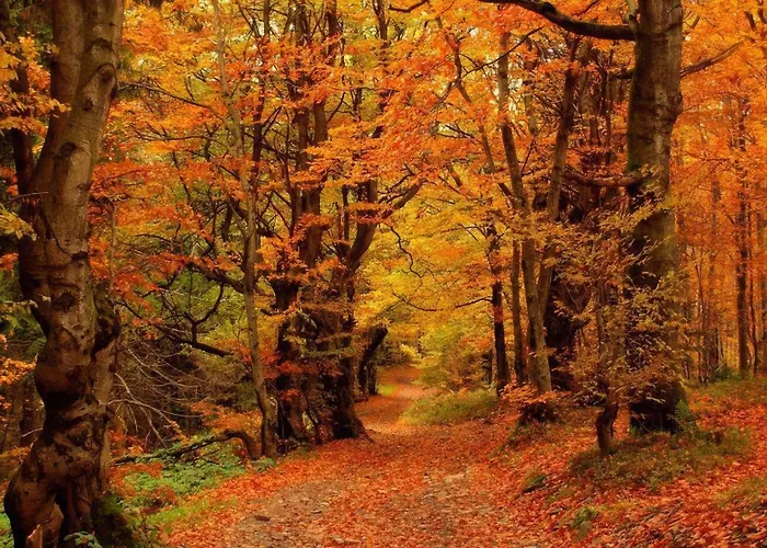 Klimatyczna U Podnoza Gory Orman Evi