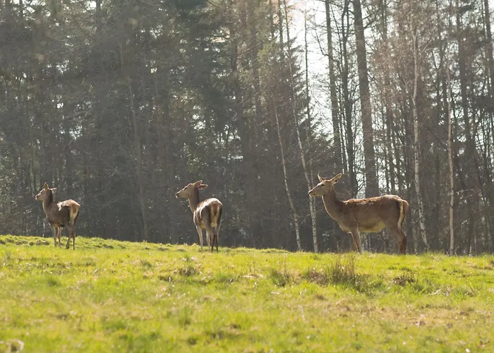 Klimatyczna U Podnoza Gory بيت خشبي *