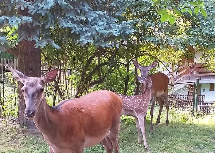 Lodge Klimatyczna U Podnoza Gory
